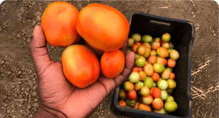 Projeto de Agricultura Sustentável: Colhendo Frutos no Zango